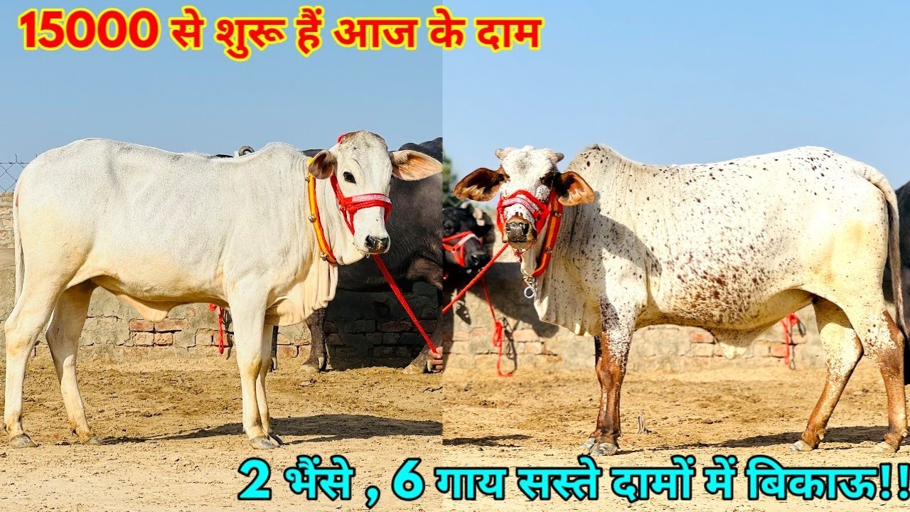 15000 से शुरू हैं आज के दाम। 6 गाय और 2 भैंसें बिकाऊ। 8 animals available for sale in Sri Ganganagar