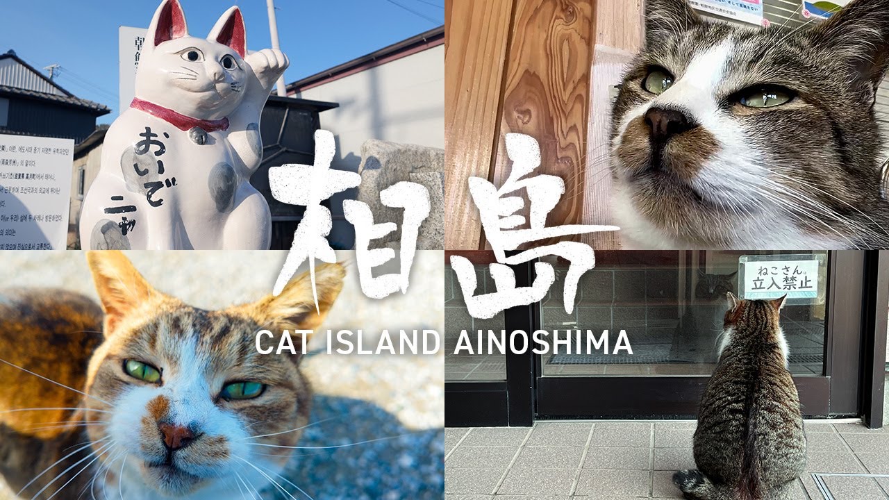 【福岡観光】人口より猫が多い猫島「相島」へ行ったら口角上がった