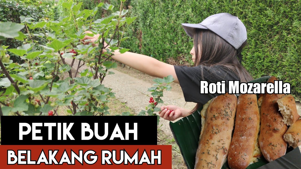 PETIK BUAH DI EROPAH (RESEPI ROTI MOZARELLA)