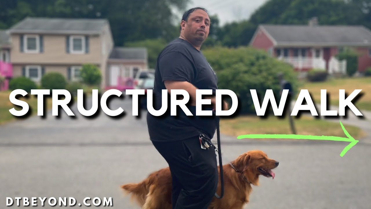 How to Have a Successful Walk With Your Dog - EASY!