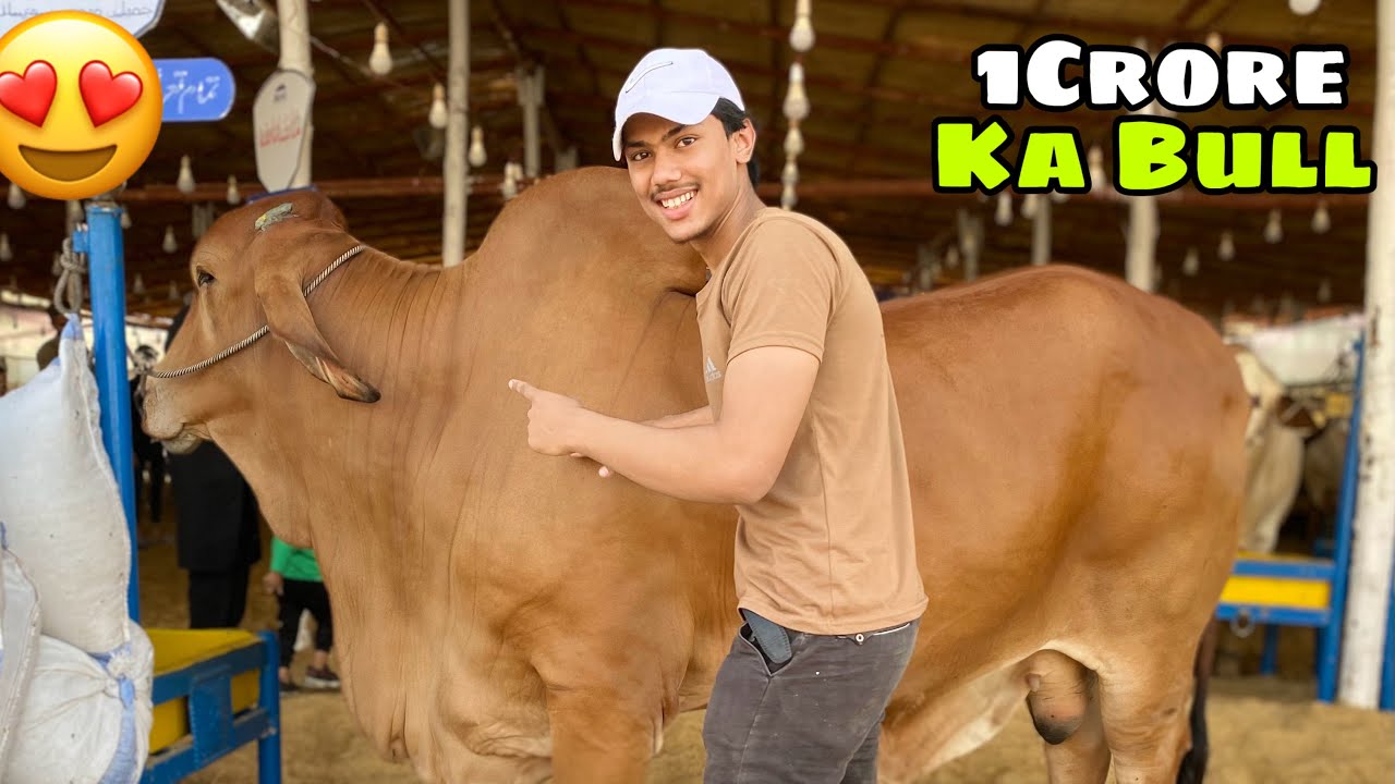 COW MANDI KA BIGGEST BULL 1CRORE ME | BAKRA EID 2025