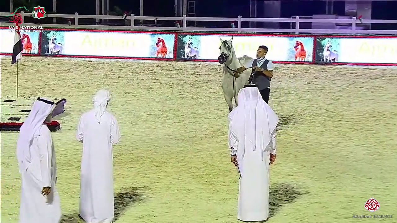N.292 EL RASHEEM AL RAHBA - UAE National Championship 2020 - Stallions 4-6 Years Old (Class 10B)...