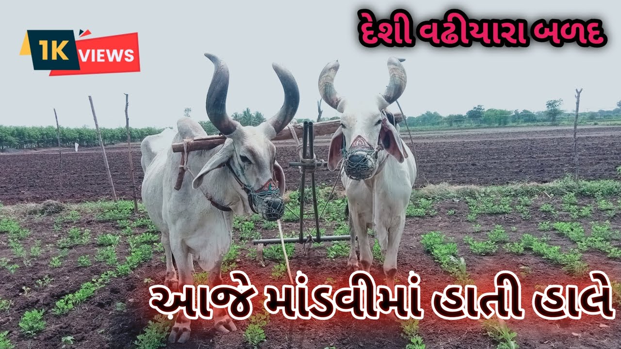 આજે માંડવીમાં હાતી હાલે || MR MAHESH VLOG farmig ho👳🌱