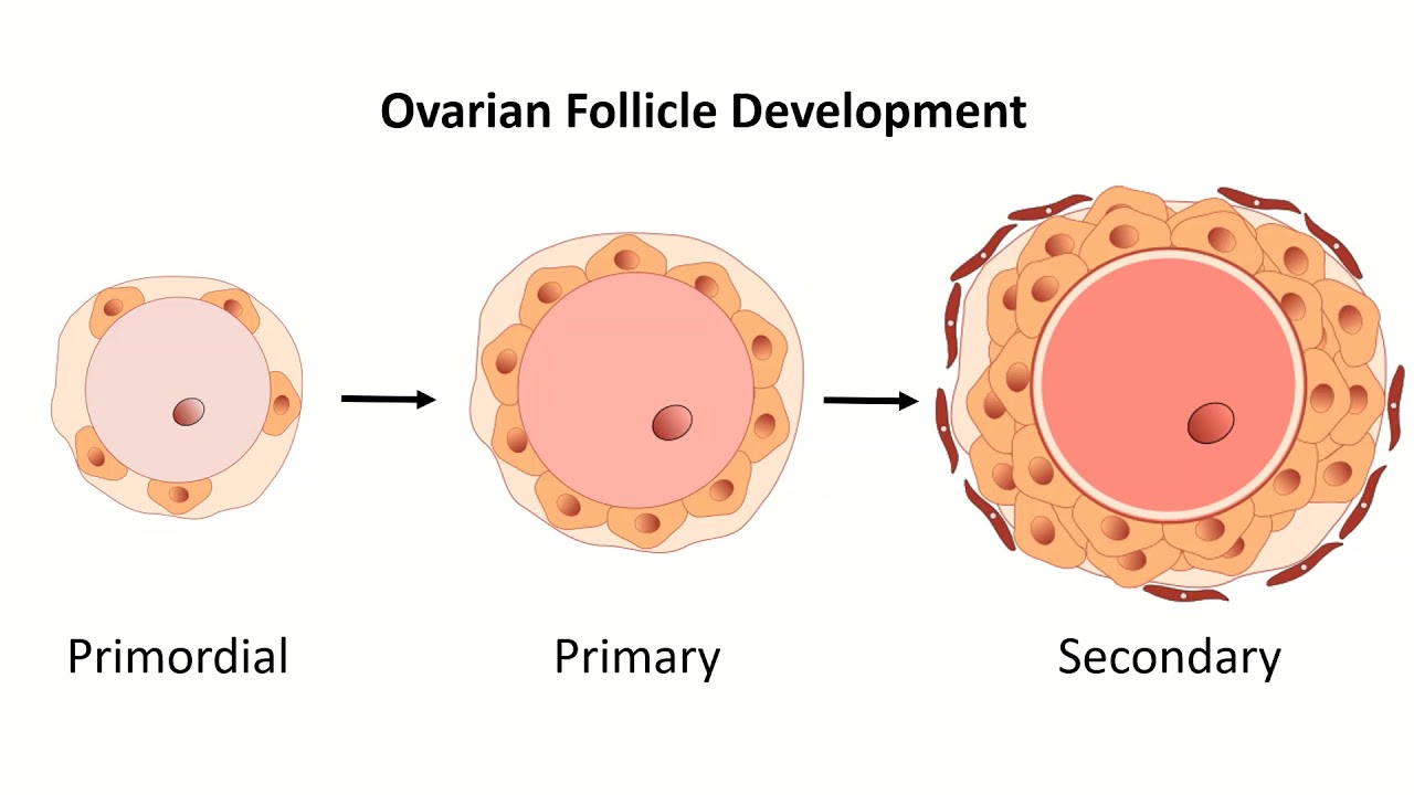 Ovarian follicle transcriptomics in domestic cats; Department of Reproduction Biology; Leibniz-IZW