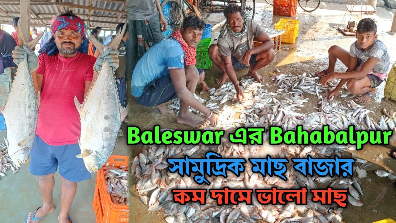 Baleswar,Odisha famous sea fish market।।Bahabalpur সামুদ্রিক মাছ বাজার।।কম দামে ভালো মাছ।।