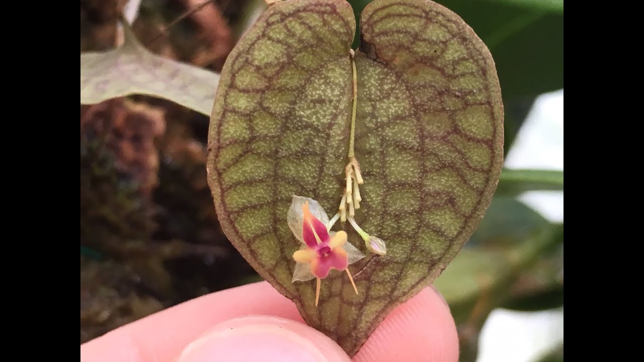 LEPANTHES ORCHID: A RAIN FOREST JEWEL ON A LEAF - LEPANTHES SALTATRIX IN BLOOM