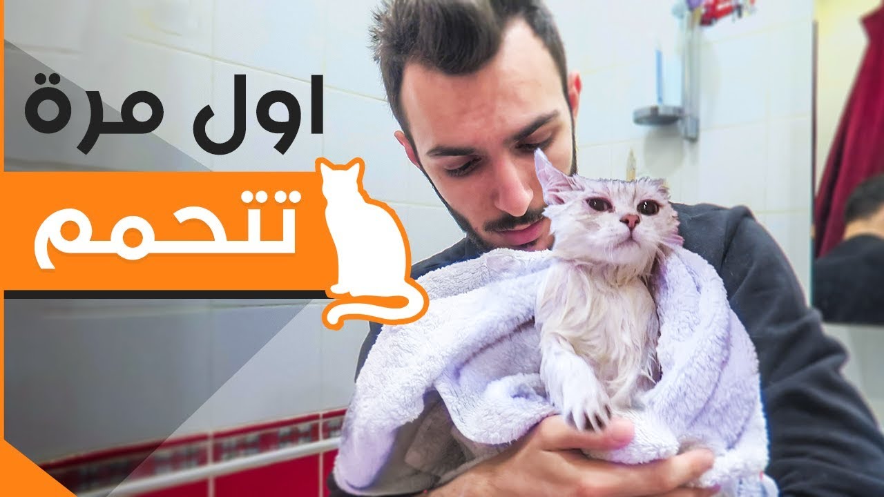 قط يتحمم لاول مرة _ ( مات من الرعبة )