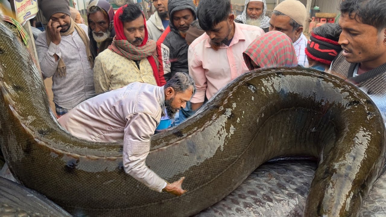 ১৯ হাজার টাকার মাছ কিনে ধরা খেলো বেপারি! বড় বড় মাছের তান্ডব শুরু মেঘুলা ঘাট মাছের আড়ৎ। Fishing blog.