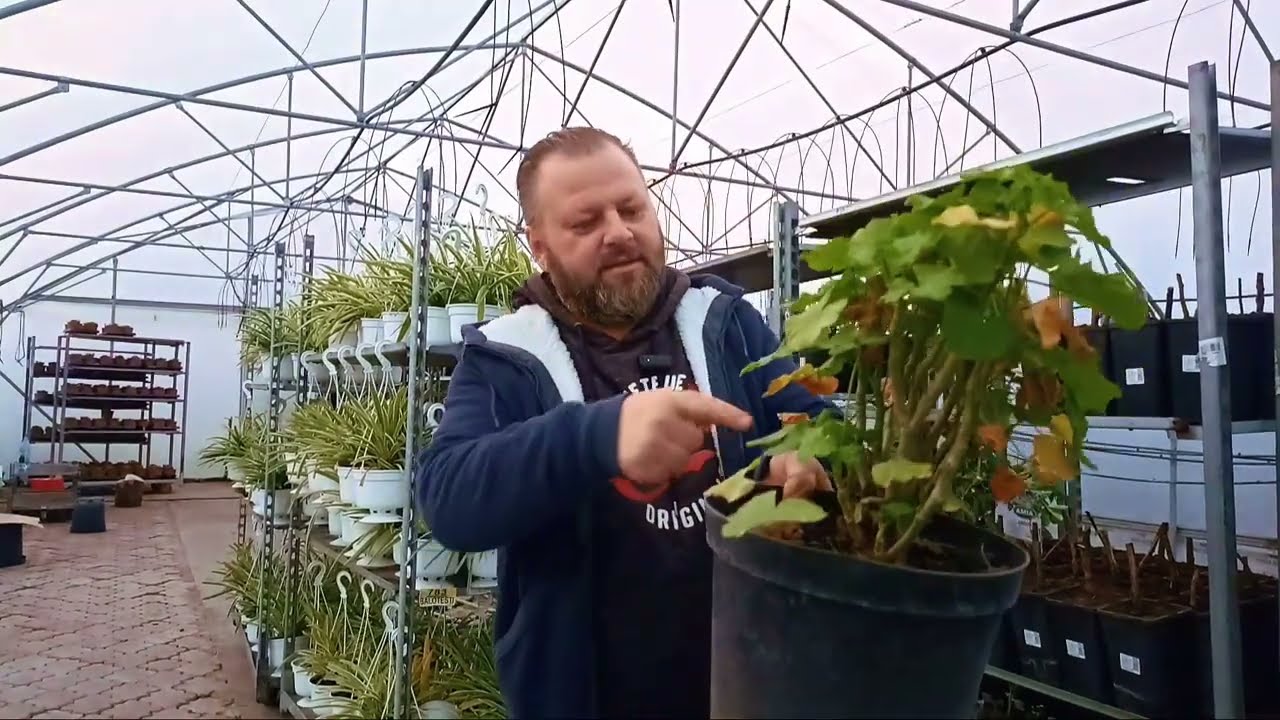 Cateva lucruri despre muscata trandafir