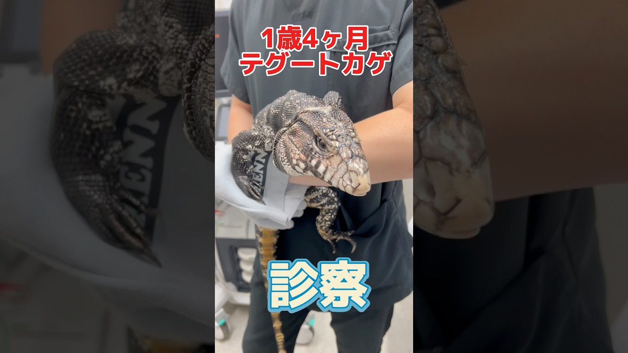 2、3週間ご飯を食べずにぐったりしてる1歳4ヶ月のテグートカゲが動物病院にやって来た！