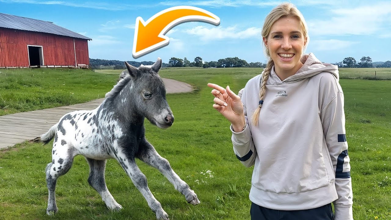 NEUES Fohlen: ERSTER AUSFLUG😍 ( er ist so FRECH!) 😂😨 #Namensideen?
