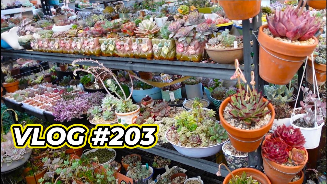 SUCCULENTS DAY OUT & WATERING with LIQUID FERTILIZER | VLOG #203