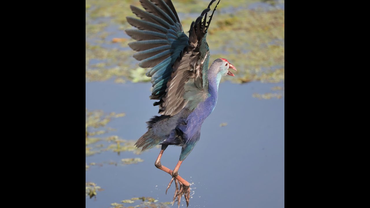 Grey-headed Swamphen Courtship Dance
