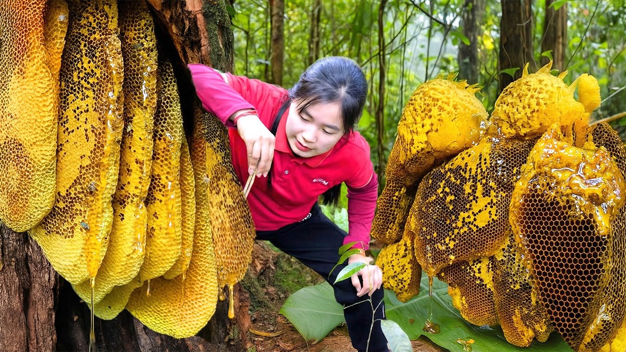 Harvesting MANUKA Honey Bee In The Forest Goes To Market Sell | Gardening & Cooking