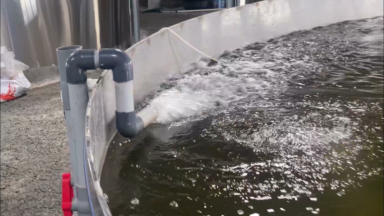 RAS FISH FARMING