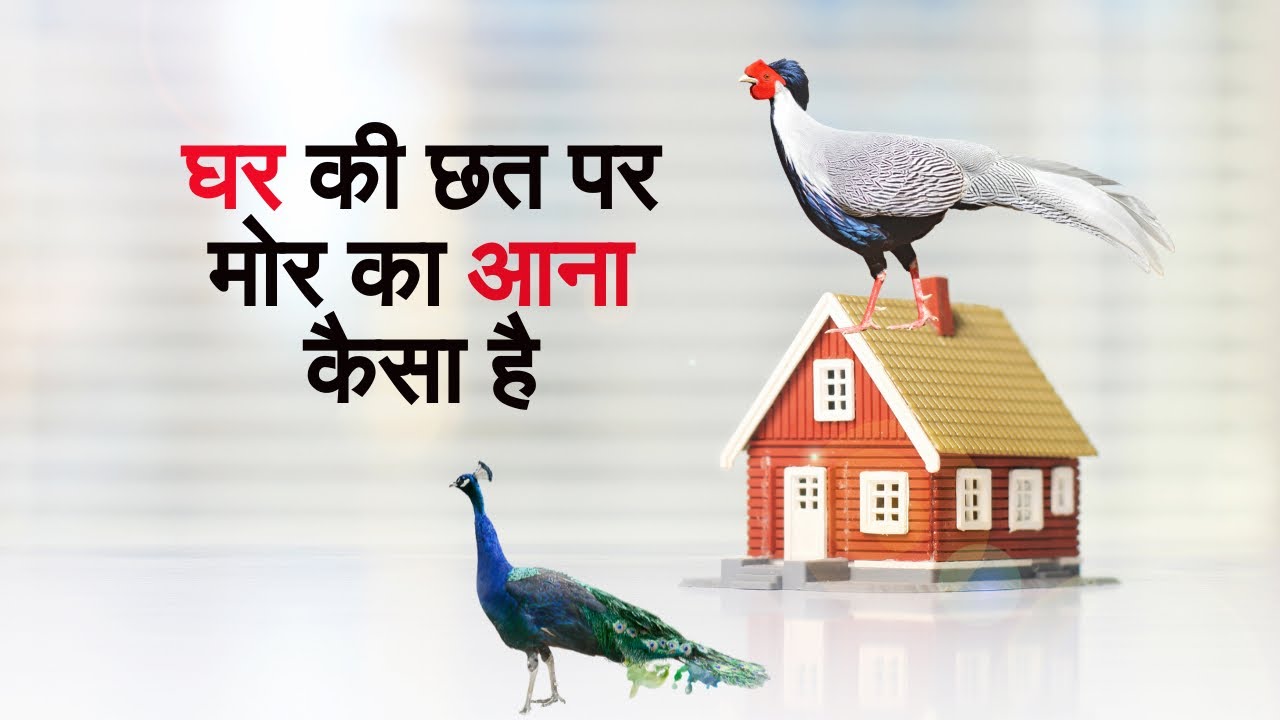 chhat par mor ka aana kaisa hota hai/छत पर मोर का आना