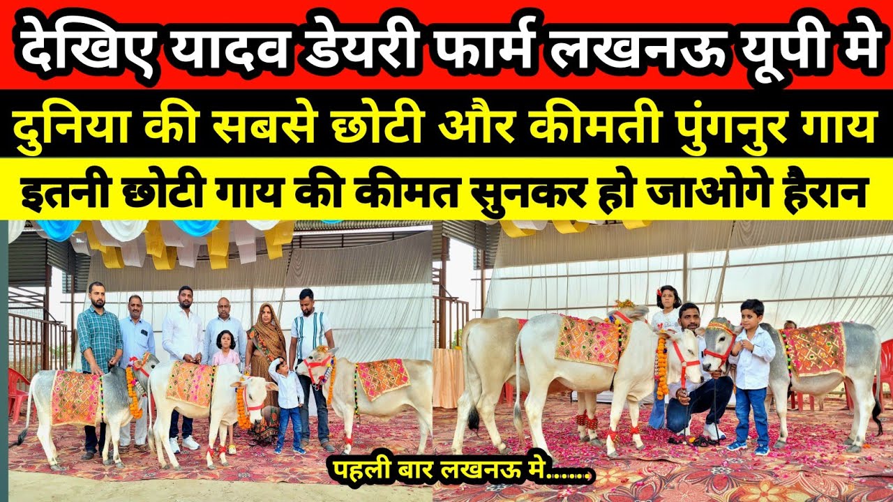 दुनिया की सबसे छोटी और सबसे कीमती पुंगनुर गाय || punganur cow at Yadav dairy farm lucknow #punganur