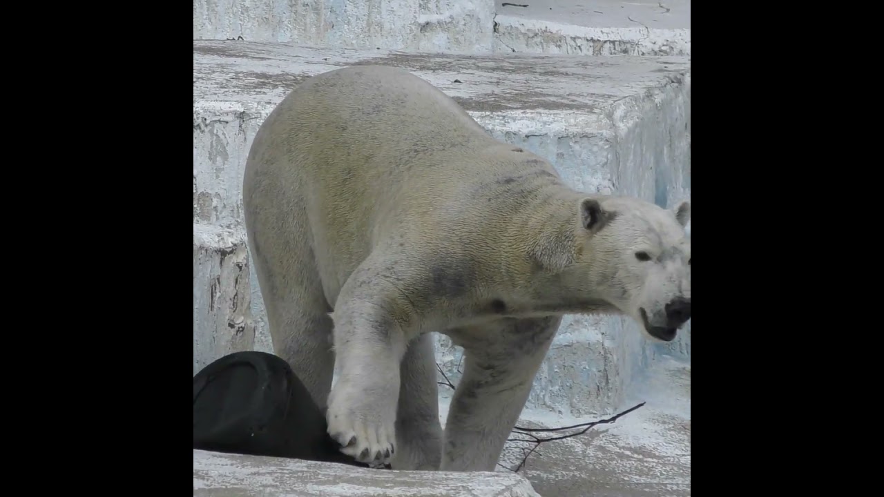 回し方はプロ級おててを上手に使うホウちゃんが器用すぎる#天王寺動園#ホウちゃん#ホッキョクグマ#シロクマ