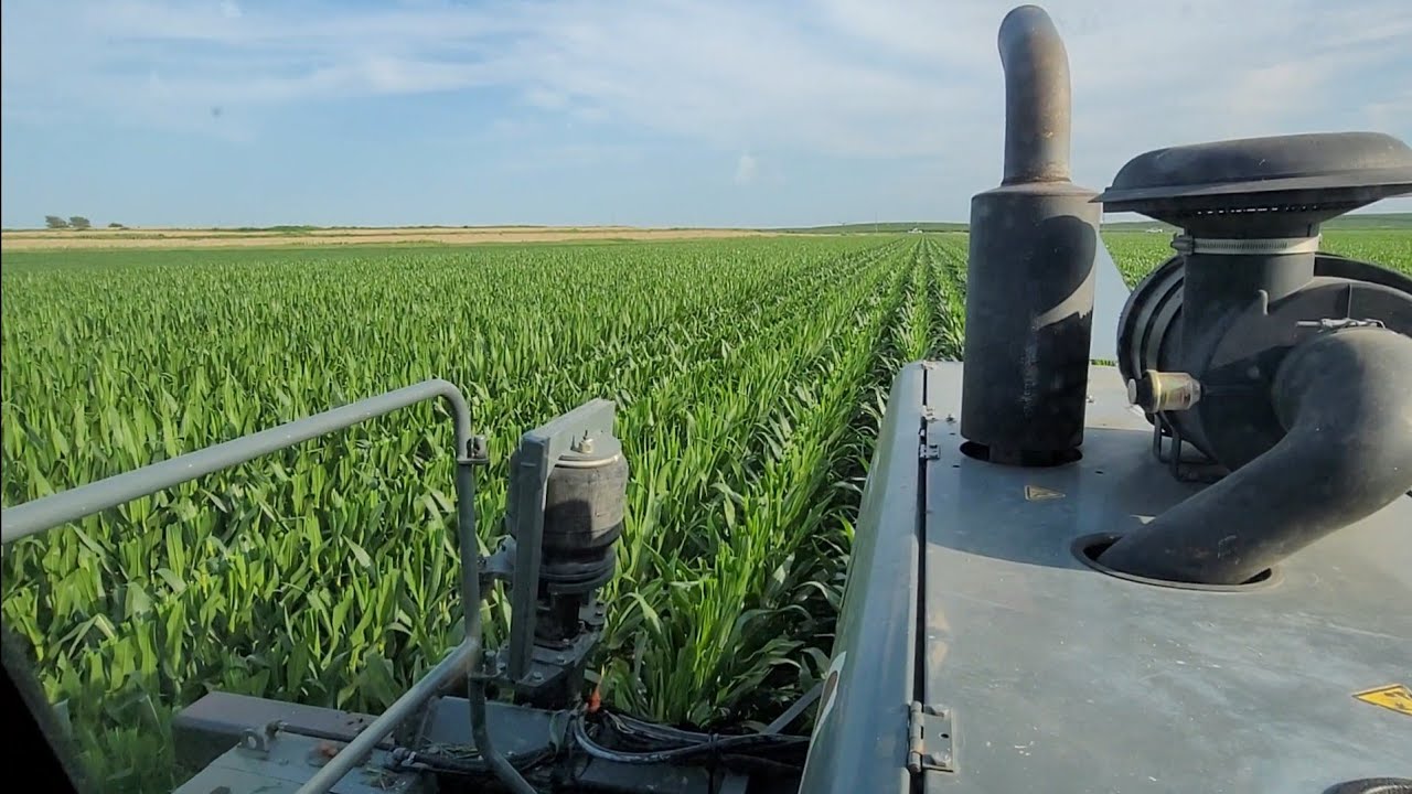 Detasseling Seed Corn