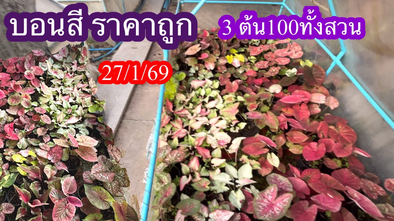 27 มกราคม 2569