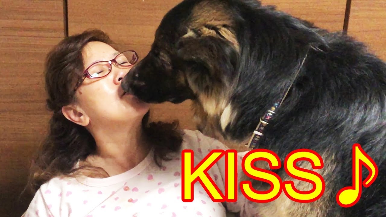 KISS♪キス・チュ・シェパード犬、キャラメル下さいなGermanShepherd