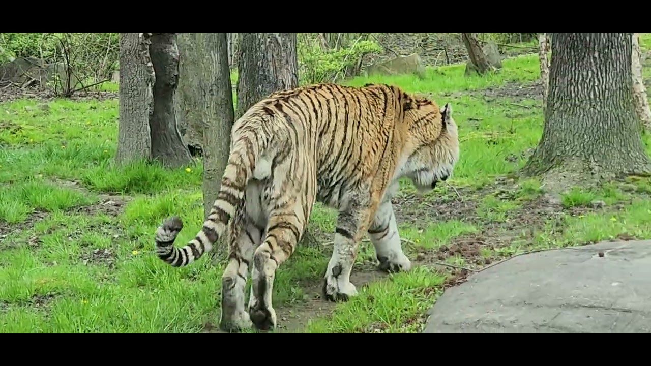 Con mi familia biendo un gatico