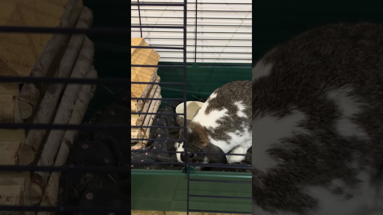 VibeCheck: PB Passed 😌🐰