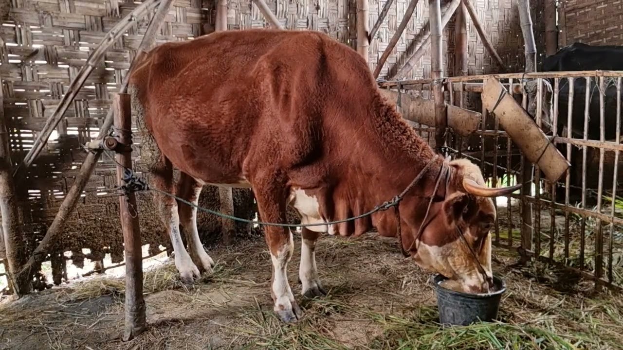 H427 Combor Sapi Simental Hamil-H120 Di Pagi Hari | Selasa 24 Februari 2026