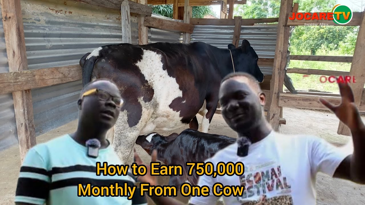How to Earn UGX 750,000 Monthly from 1 Cow in Uganda (Full Guide)