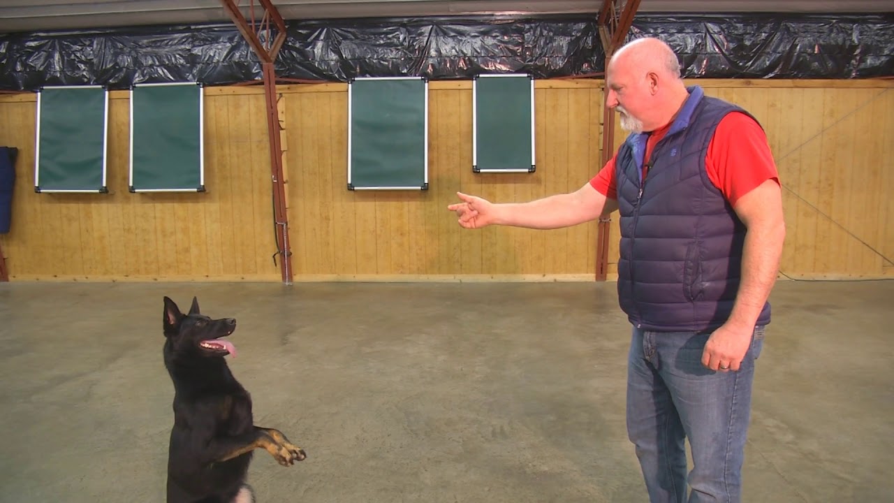 Zosyn von Prufenpuden 18 Mo's Bi-Black German Shepherd 