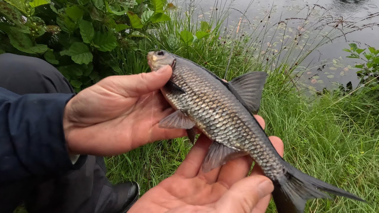 Mete efter m&ouml;rt, abborre, lake? vad som &auml;n hugger!