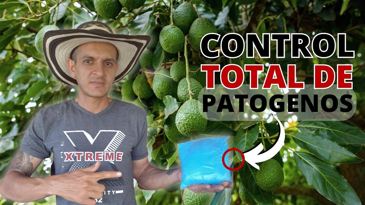 🍄🦠 Cómo CONTROLAR Enfermedades por Hongos y Bacterias con *CALDO BORDELES* 🛡️