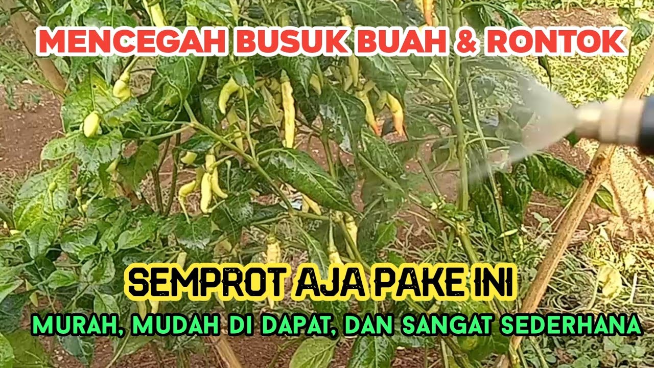 Cara mencegah busuk buah dan rontok sangat sederhana pada tanaman cabe