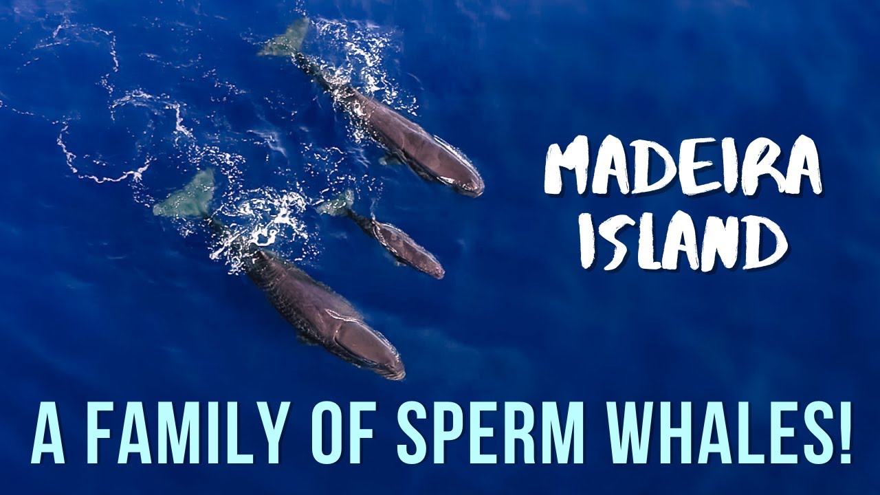 WHALE WATCHING ON MADEIRA: INCREDIBLE 7 SPERM WHALES
