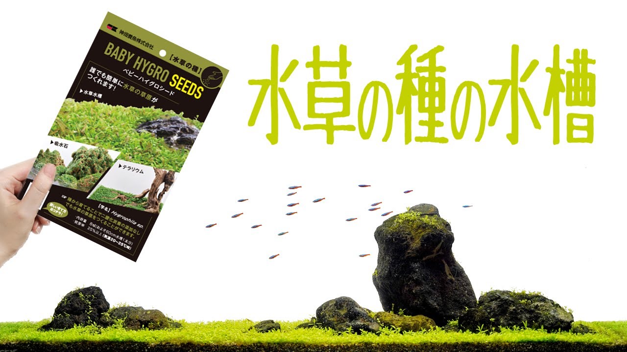 【ｱｸｱﾘｳﾑ】水草の種による石組レイアウト【おすすめはしない】