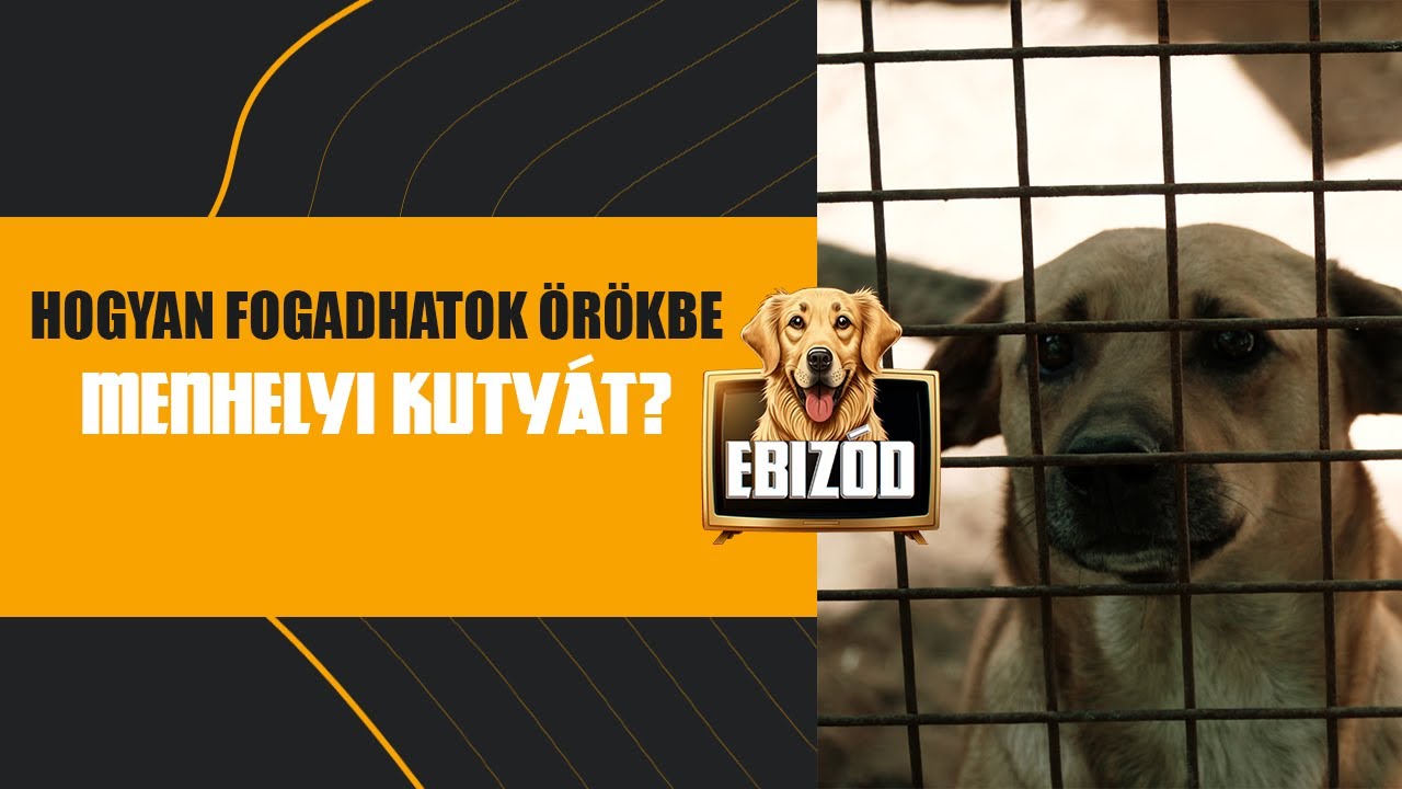 EBizód 7. rész - Hogyan fogadhatok örökbe menhelyi kutyát?, KépzettEB(b): láb átugrása