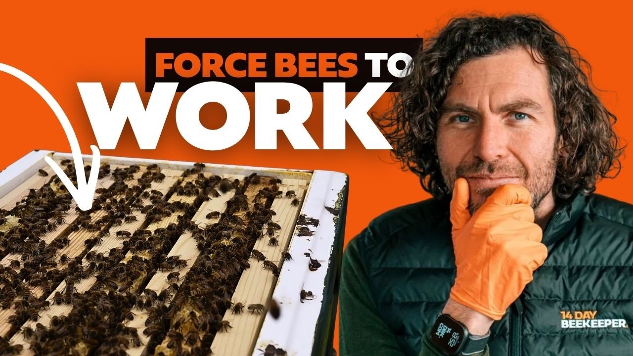 How to Boost Your Colonies on Every Inspection – Checkerboarding with Foundation