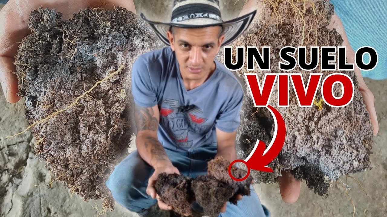 🔴🦠 Captura Y Reproducción De *MICROORGANISMOS* De Montaña INDISPENSABLES En La AGRICULTURA ORGÁNICA🍄