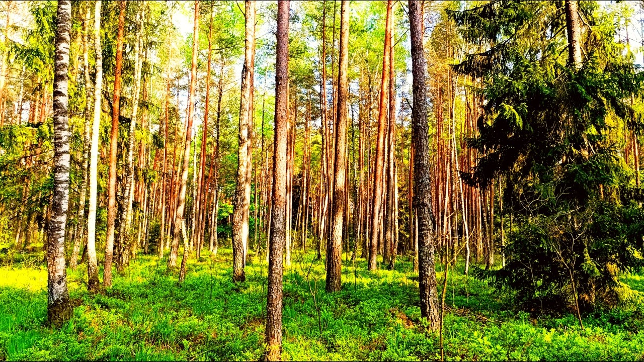 Спокойное пение птиц в глубине леса 🌿 Природная атмосфера для релаксации