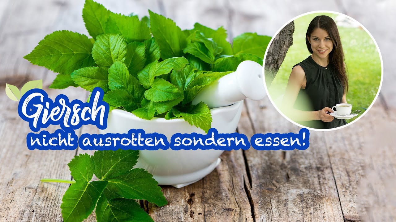 Giersch erkennen – 🌿 Wildkraut und echtes Superfood - nicht ausrotten sondern essen #wildkräuter