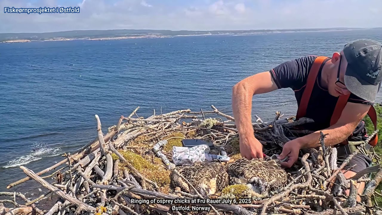 Fru Rauer - Norwegian Osprey - Ringmerking av Fiskeørn 2025 #osprey #fiskeørn