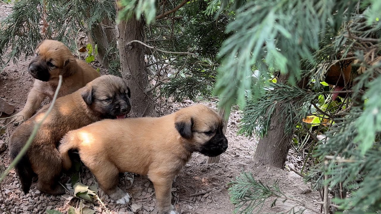 Anne Köpek Çukurda Büyüttüğü Yavrularını Gezdirmek İçin Çıkardı