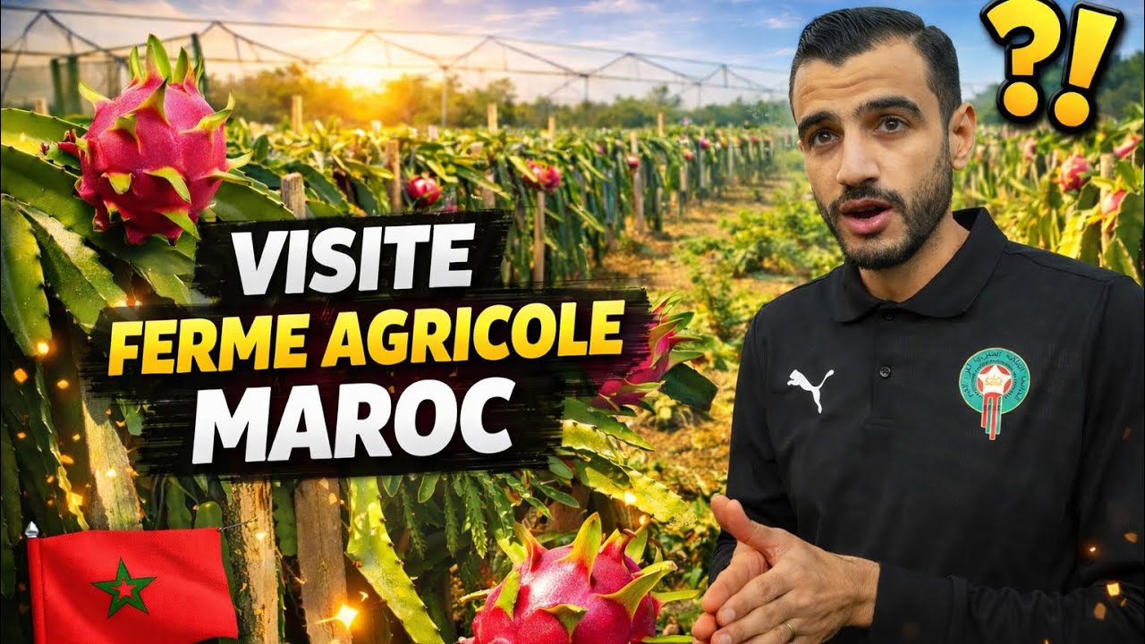Fruit du dragon au Maroc 🇲🇦. Je decouvre une ferme agricole 🌱🐉 