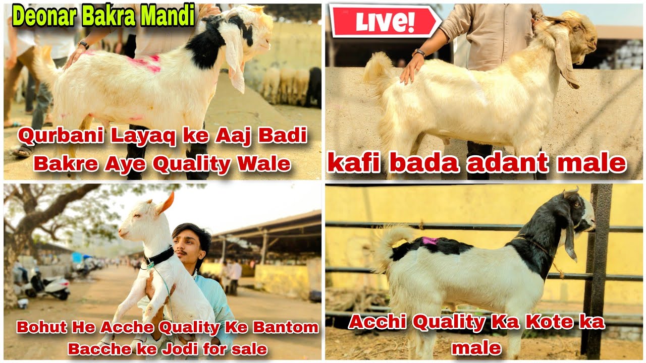 Deonar Goat Market Latest Update Saturday Bazaar Big quality goats for sacrifice arrived today