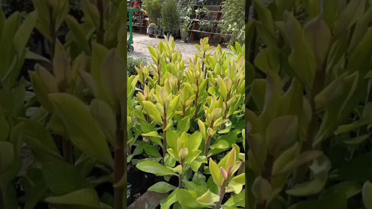 RECONOCIMIENTO DE LA ESPECIES EN VIVERO ICA BRYAN FERNANDO  ABARCA ROQUE 