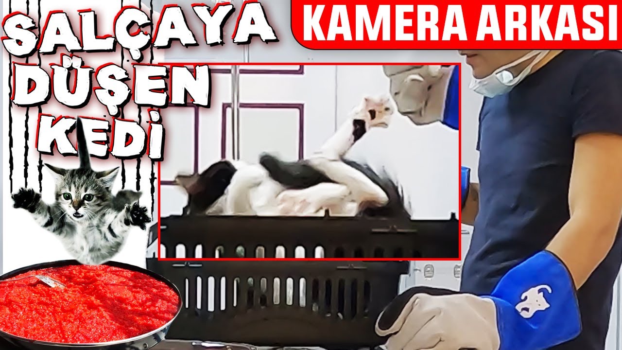 Salçaya Düşen KEDİ Mİ OLUR? 😃 İŞTE KAMERA ARKASI - #DoBiDa Kamera Arkası