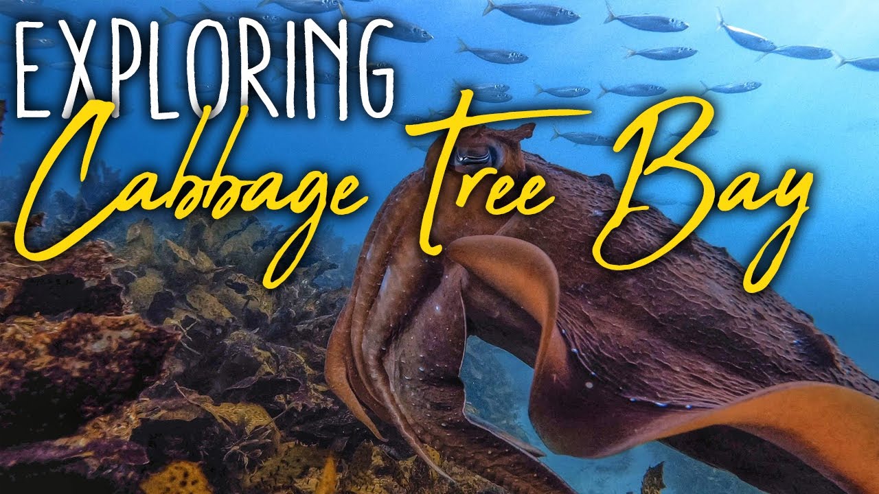 Freediving Cabbage Tree Bay Sydney