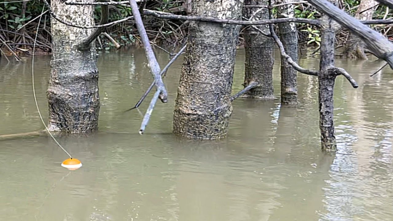 Ikan penunggu akar pohon bakau! Mancing kakap putih