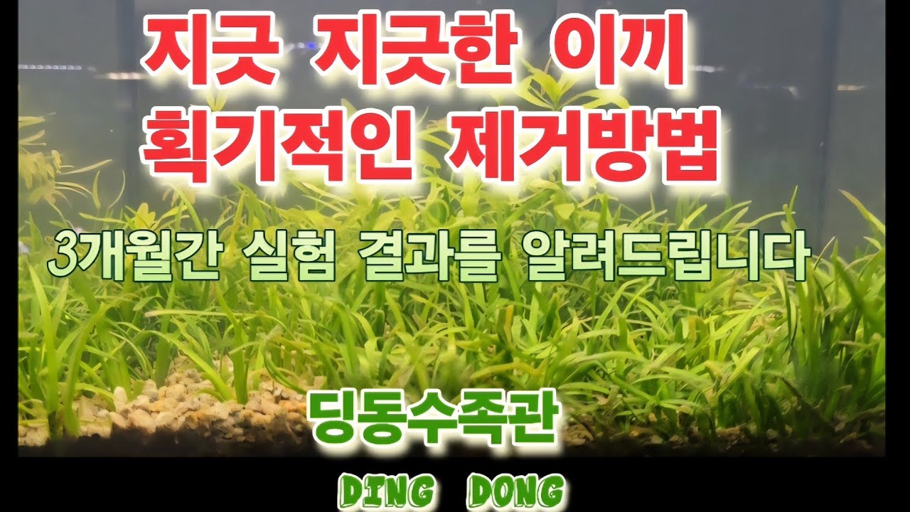 획기적인 완벽한 이끼제거 방법🎵 딩동수족관, 특허수족관, 수초어항, 자연생태수족관,녹조가 끼지 않는 어항, 특허어항