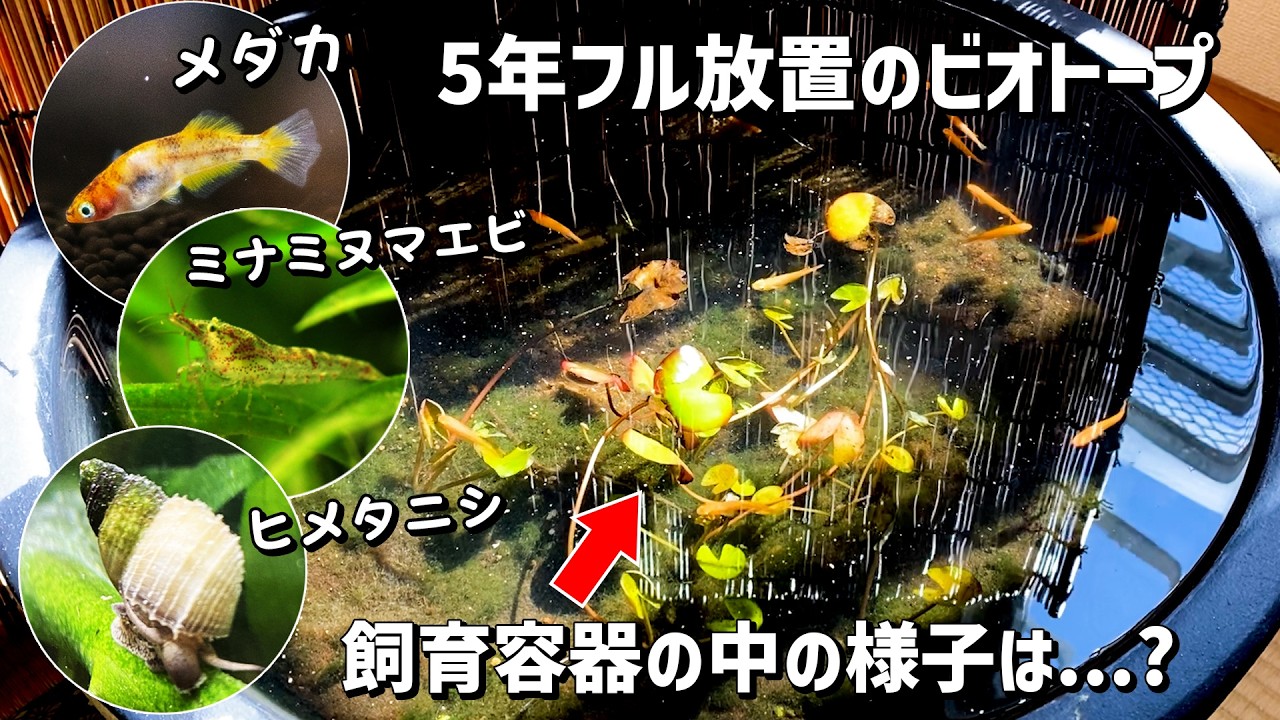 5年間フル放置状態のメダカのビオトープの中の生き物や植物の様子・管理方法も紹介